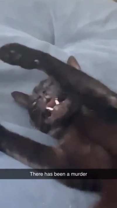 My cats&rsquo; audition for WWE