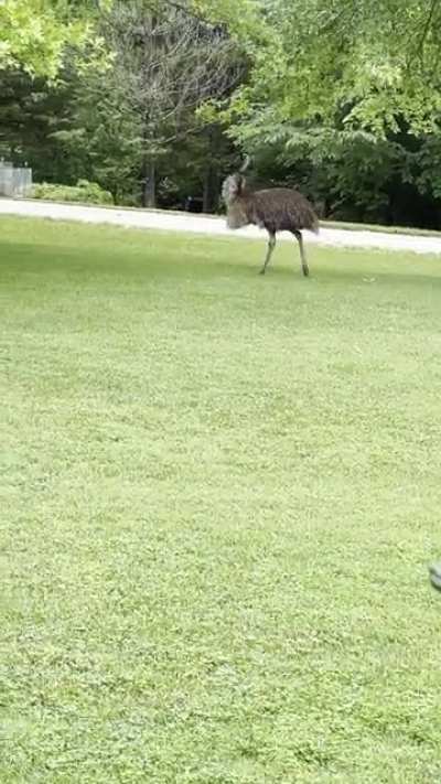 An emu escaped in my aunt’s rural Missouri neighborhood…