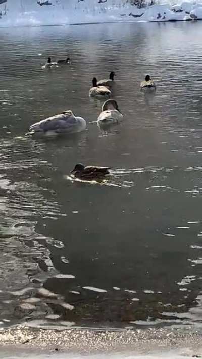 Trumpeter Swans on Prince&rsquo;s island today