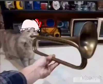 What the Cat doing