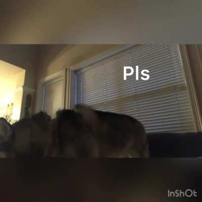 I like doing this word stuff for animals, first time sharing, hope you guys like it