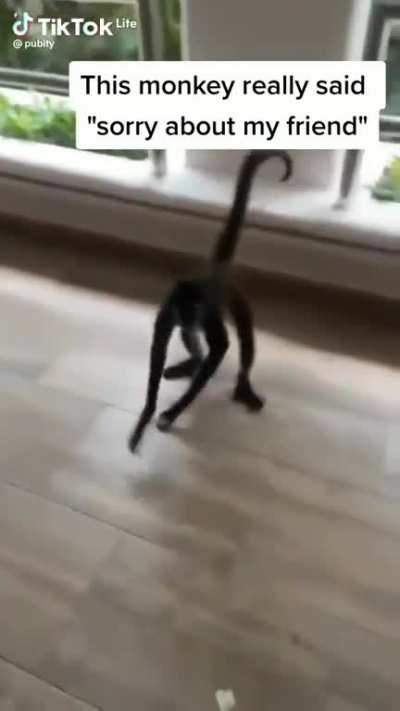 cute monke