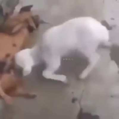 Насильная кормёжка