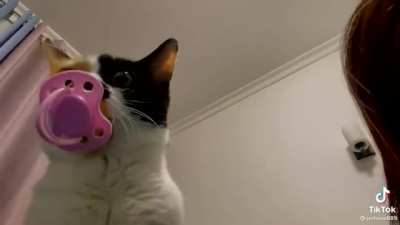 This is my life meow