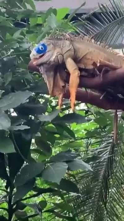 Iguana recovering from eye surgery