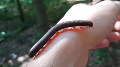 No ID needed. Shook a pawpaw tree in Michigan hoping for fruit, instead an American Giant Millipede fell out
