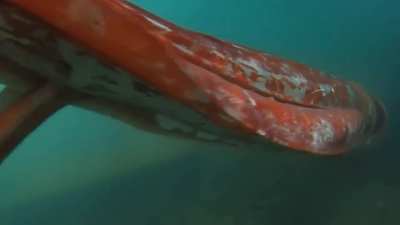 The giant squid is widespread, inhabiting all the world's oceans, with maximum usual sizes of around 12&ndash;13 m (39&ndash;43 ft) in length, though there are unattested reports of larger ones (i.e. 20 m/66ft). A giant squid was filmed in Toyama Bay which, after its