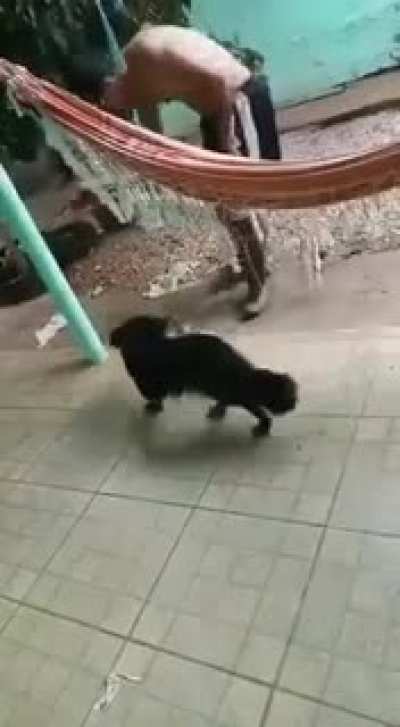 Ok, ok, it's already dead...