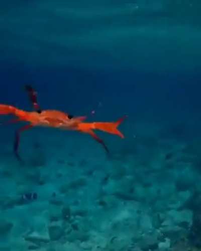 A little swimming crab using its paddle-like hind legs to move through the ocean.
