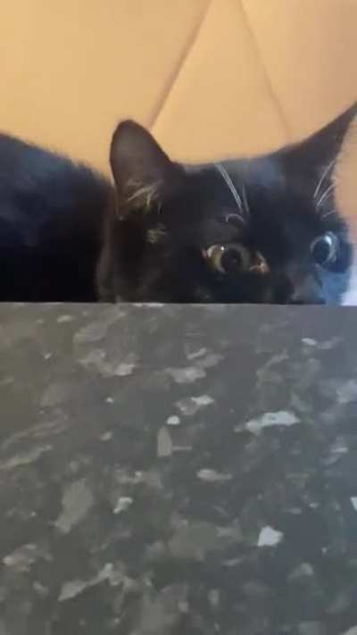 Cute kitten in attack mode