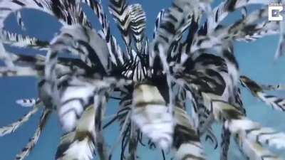 🔥 Feather Star swimming in a mesmerizing way