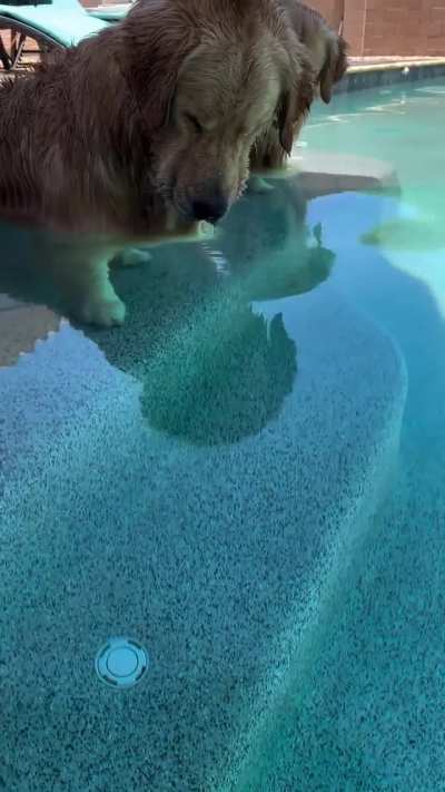 Dumbass heckin WUNKS can&rsquo;t reach the dumbass heckin BALL
