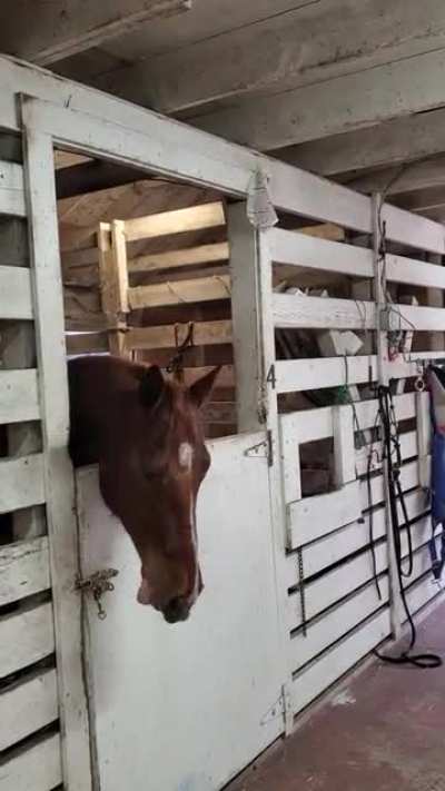 Dakota has been on stall rest for months due to injury, and I think he's finally lost his mind.