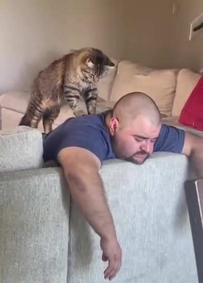 Cat massage