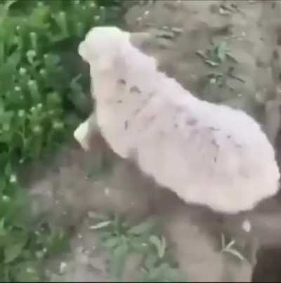 blursed_rescue