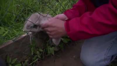 Man saves a baby swan while it&rsquo;s mom is being a mama