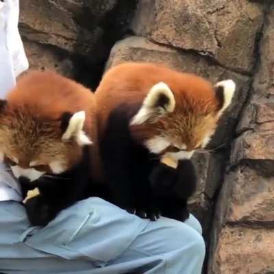 Feeding Baby Pandas &amp;lt;3