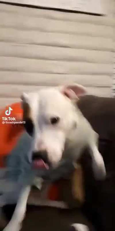 Don&rsquo;t bark at me fool!