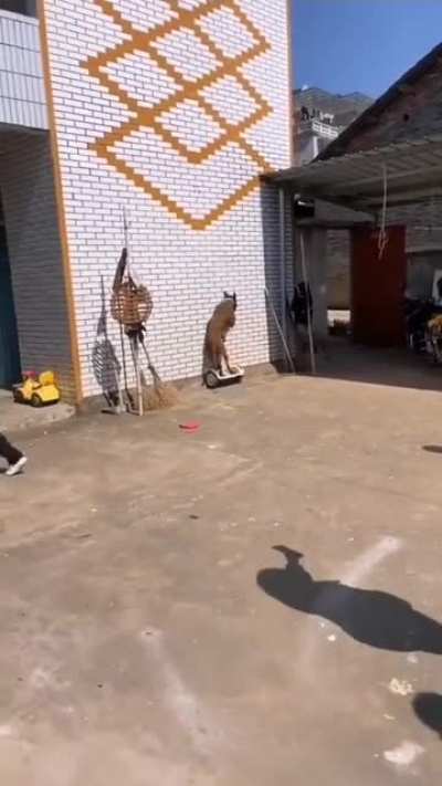 Literalmente ninguna parte de este video tiene sentido