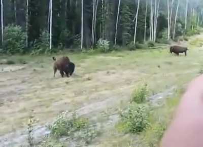 WCGW trying to assert dominance over a bison