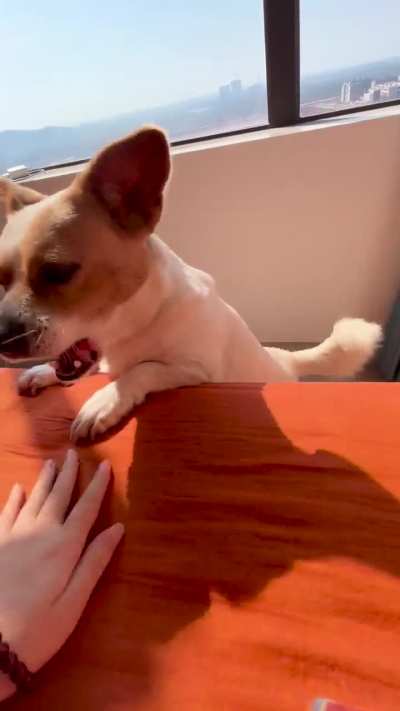 this is where I learn “no petting during playing”