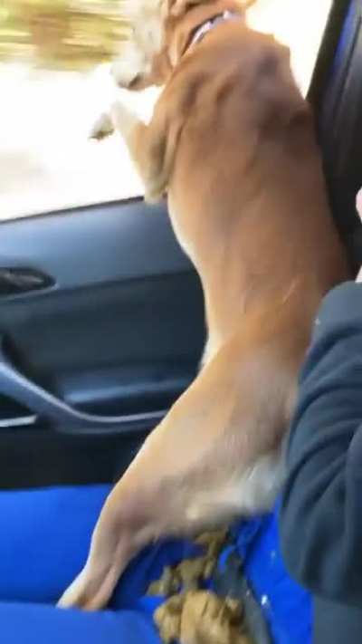 When you go to the shelter &ldquo;just to look&rdquo;