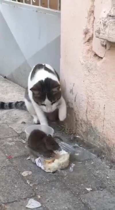 Котик