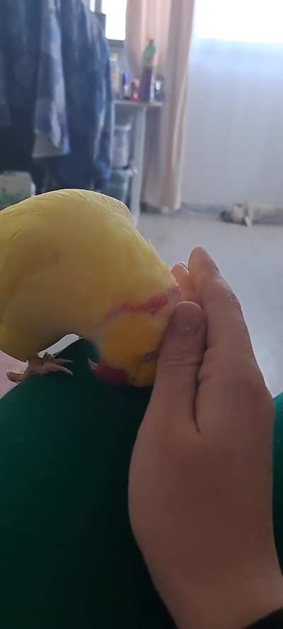 Rare footage of a ringneck being cuddly