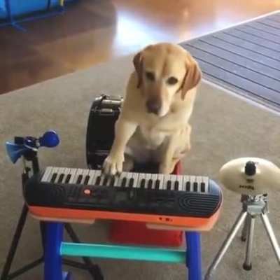 Get ready: This Golden&rsquo;s first single drops Saturday called &ldquo;Pawfectly Good Jazz&rdquo; on the WetHydrant record label. Rumored to have signed a recording contract totaling a lifetime supply of dog food.
