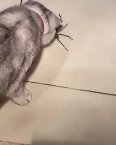 Храбрый Котик