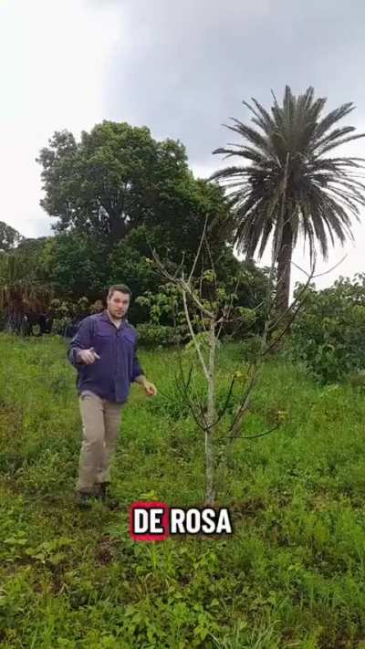 Sabías esto del Tung?