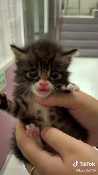 Little criminal won&rsquo;t go without a fight