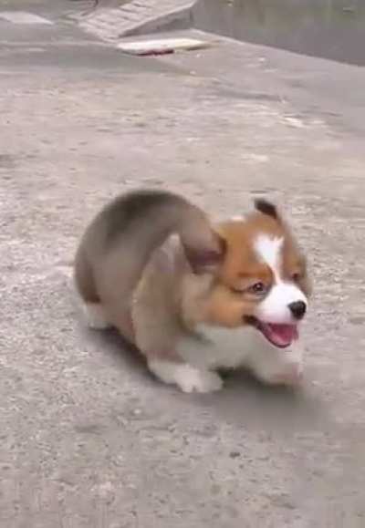 Flappy ears