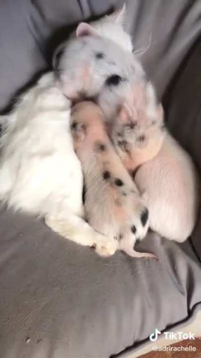 ta xikito