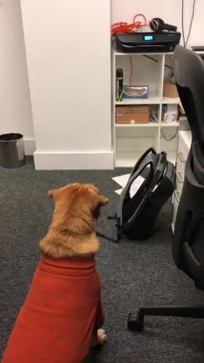My dog, still getting used to office life.