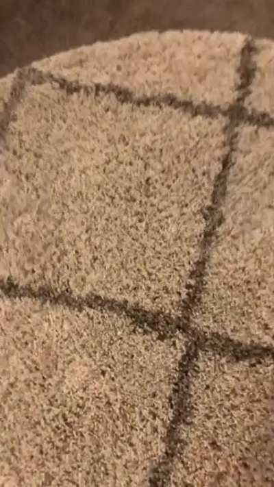 Nice rug