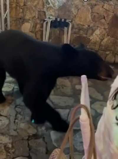 Another uninvited wedding guest causing a ruckus!