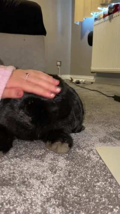 Vets said Oreo needed to lose some weight... guess she is a little chunky isn&rsquo;t she 🙊 (ignore the food round her mouth 😂)