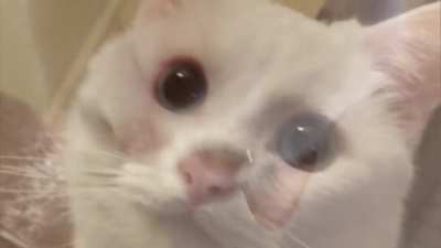 Cat with music