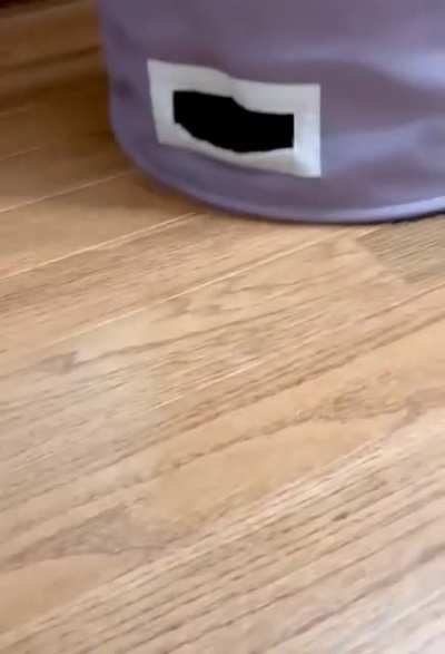 My kitten Charlie loves the laundry hamper. He&rsquo;ll meow and whine until you put upside down so he can become a kitty roomba.