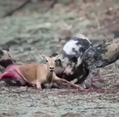 NSFL! They eating her baby alive&hellip;