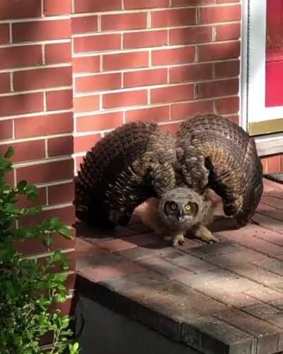 You&rsquo;re coming home and get greeted by this owl. What do you do?