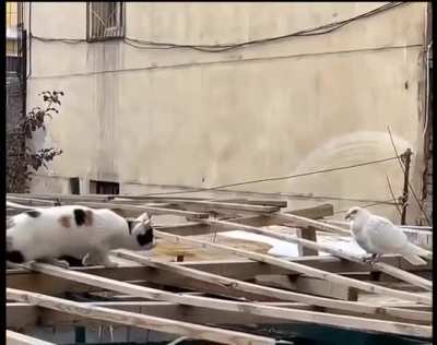 Cat getting ready to&hellip;
