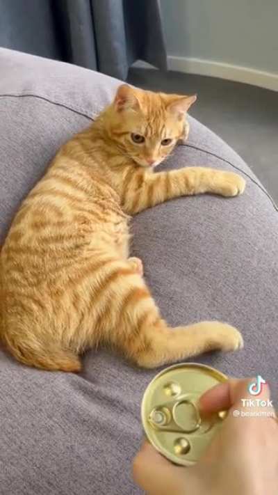 Gato deu glitch