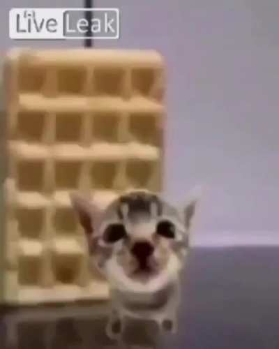 Gato