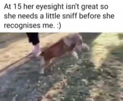 Nearly blind dog happy to be with her owner