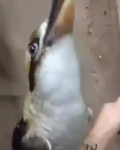 This bird sound make me clam