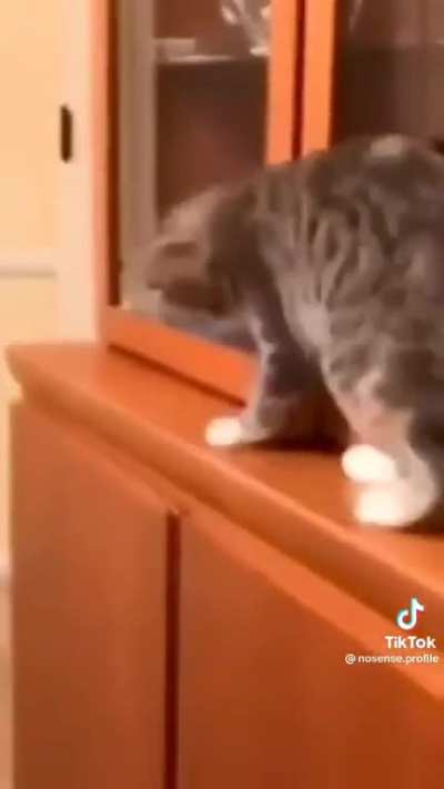 S&oacute; os pets Zezinhos