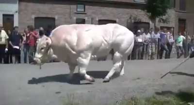 This cow doesn&rsquo;t skip leg day