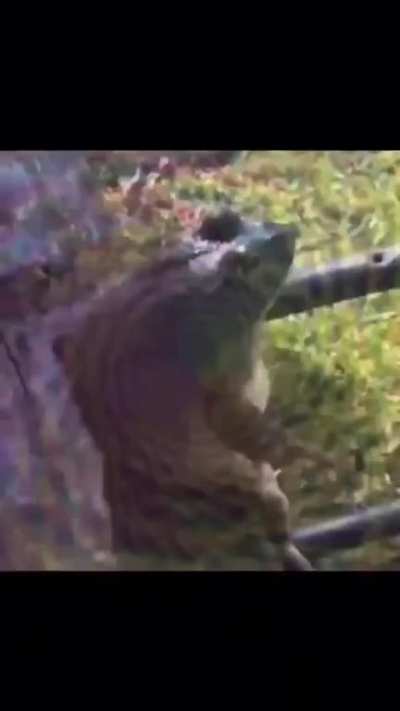 Trippin Frog
